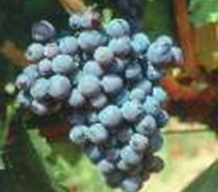 3 A szőlő morfológiája A szőlő évelő növény, amely a Vitis félék családjába tartozik. A szőlő fásszárú, virágos növény.