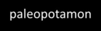 eupotamon parapotamon Eupotamon Parapotamon Plesiopotamon