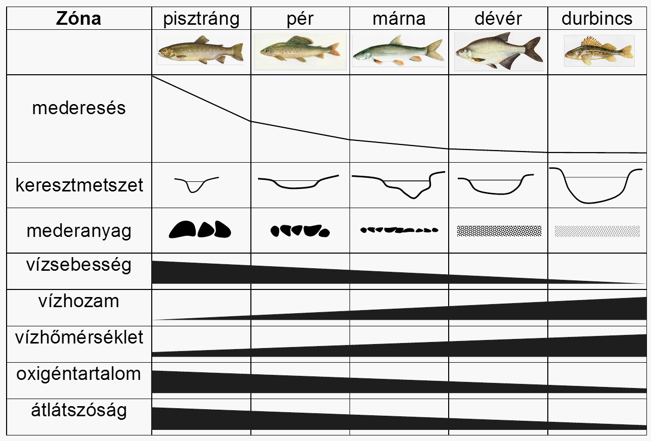 víztestben fokozatos fizikai geomorfológiai változás a hosszirányú gradiens mentén gazdag fajkészlet a