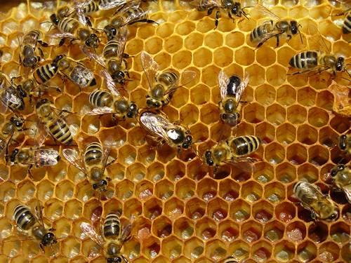 Igaz-e a méhek meséje? Milyen lesz a XXI.