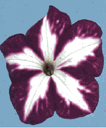 génjét fejeztették ki fokozott mértékben a virág színének sötétítése