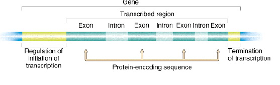 Az eukarióta gének szerkezete Gén Átíródó régió Promóter/ A
