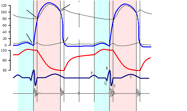 vérnyomás (Hgmm) térfogat (ml) (Hgmm) (ml) 2015.11.11. en hasonló ozások a zások isebbek a ebb iatt. Nyomás és térfogatváltozások Diasztolé: A szívizom elernyed.