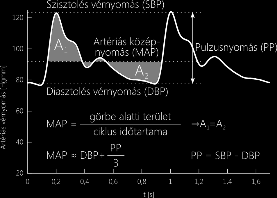 5. Vérnyomásértékek A szív-összehúzódások, az érfal dinamikája, valamint a perifériás vénákról visszaverődött pulzushullámok alakítják ki az artériás vérnyomás karakterisztikus időfüggését, amelyet