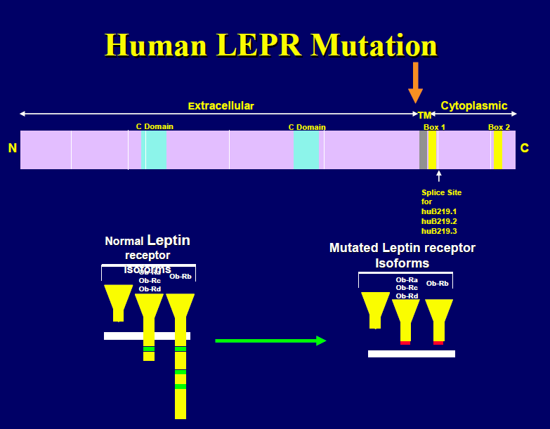 LEPTIN RECEPTOR MUTÁCIÓK