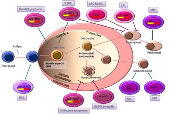 2.2. Érett B-sejtes non-hodgkin lymphomák Az érett B-sejtes non-hodgkin lymphomák különböző mértékben differenciált B-lymphocytás eredetű daganatos megbetegedések, melyek esetében a malignus sejtek