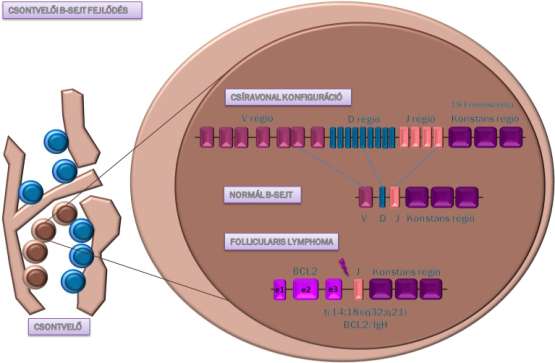 lymphoma kialakulásának hátterében álló t(14;18) Bcl-2/IgH transzlokáció a VDJ rekombináció hibájának a következménye (8.
