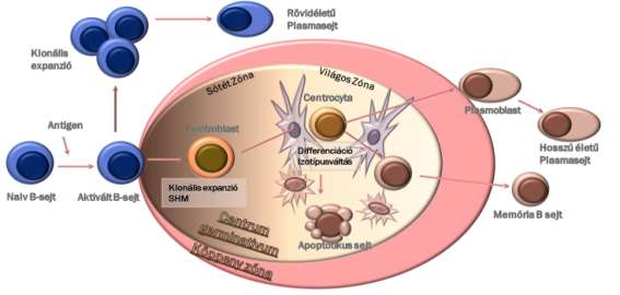 2. Irodalmi háttér 2.1. A centrum germinatívum A lymphoid szövetek a lymphocyta fejlődés, érés és immunválasz színterei és fontos szabályozói. Lényegileg három fő funkciót töltenek be.