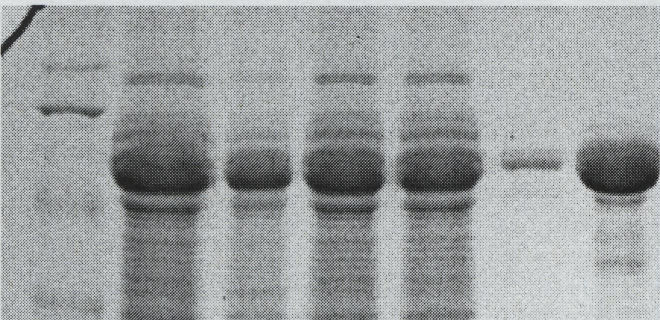 5.1.2 PknG kinázon ható inhibitor keresés 5.1.2.1 Fehérje expresszió, tisztítás A PknG fehérjét a 4.2.3 fejezetben leírtak alapján állítottam elő.