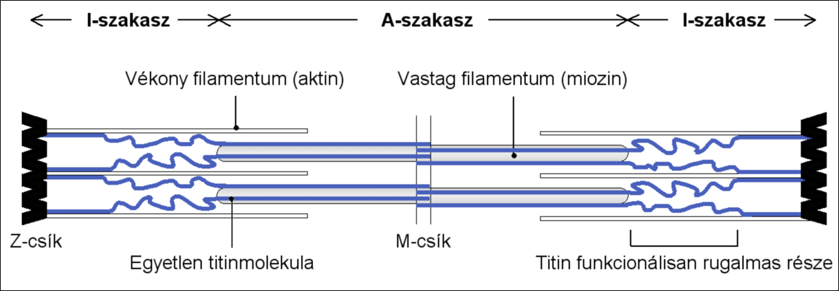 2. Bevezetés 2.1.