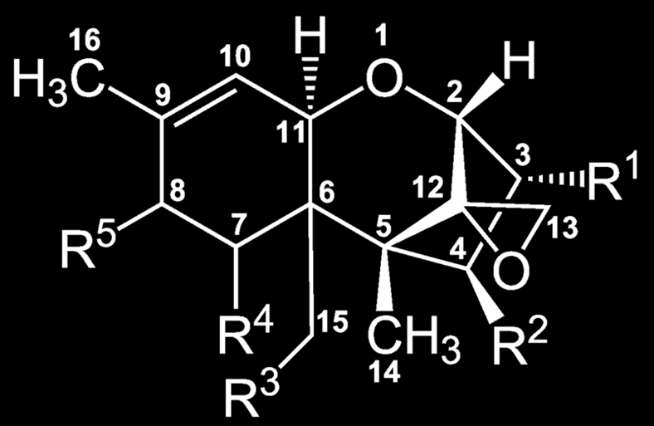 és acetil oldalláncok adják, melyek ehhez a gyűrűhöz kötődnek. Számos e csoportba tartozó mikotoxin kettős kötést is tartalmaz a 9. és 10.