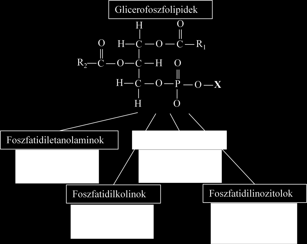 Irodalmi áttekintés Biológiai molekulák analízise tömegspektrometriával észteresíteni, ezek alapján különítik el egymástól a foszfatidilkolint (PC), foszfatidiletanolamint (PE), foszfatidilszerint