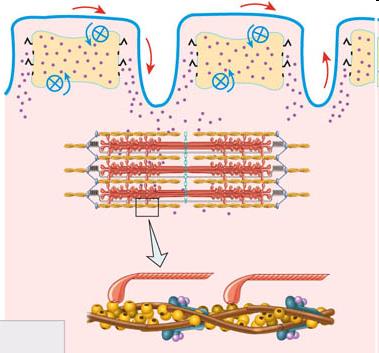 Az izomkontrakció alapja: a Ca 2+ szint szabályozása a citoplazmában T tubulus T tubulus ingerület -> izomsejt membránján akciós potenciál szarkoplazmás retikulum akciós potenciál plazmalemma
