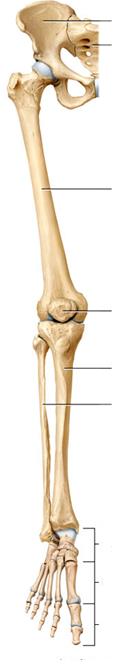 A végtagok csontjai A felső végrag csontjai Az alsó végrag