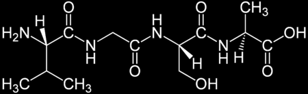 A peptidekről - meghatározott sorrendben összekapcsolódó α-aminosavakból felépülő rövid (max.