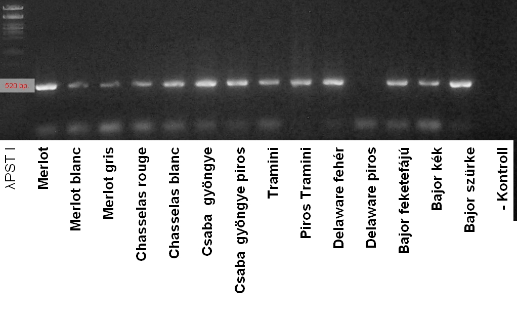 2. ábra: Tizennégy fajta gélfényképe a Gret retrotranszpozon detektálására tervezett - primerkombinációval végzett PCR reakció után, valamint a méretmarker és a negatív kontroll minta.