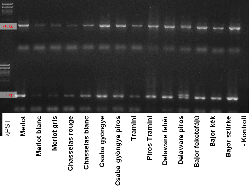 2. ábra: Tizennégy fajta gélfényképe a VvMybA gén promóter régiójának detektálására tervezett két primerrel (2- primerek fent, - primerek lent) végzett PCR reakció után.