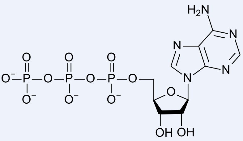 ATP: adenozin -5 - trifoszfát foszforsavanhidrid foszfátészter DG~ 30.5 kj DG~ mol -1 45.