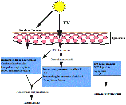 5. ábra. UV sugárzás tumorkiváltó hatása Az immunszuppresszív kezelés két mechanizmus révén okozhat b rtumor képz dést.