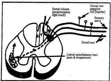 Dorzális gyökér ganglion neuronok Két fő funkció