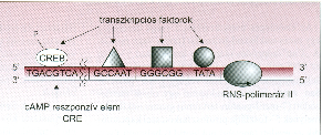 Transzkripció eukariótákban 2.