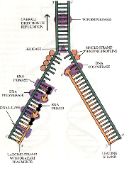 DNS-replikáció prokariótákban A replikációs villa haladása DNS-replikáció prokariótákban 11.