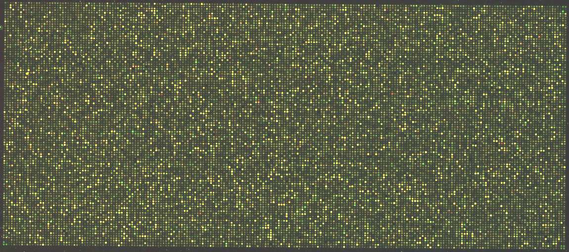 egymással szemben hibridizáltuk és Agilent Microarray Scanner segítségével olvastuk le és a cég által biztosított Agilent Feature Extraction Software segítségével értékeltük ki.