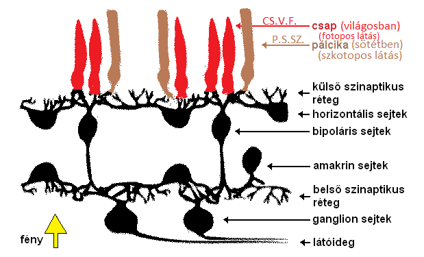 sejtcsoportok (csapok és pálcikák) mechanizmusa; a csap és pálcika mechanizmust az agy felé továbbító ingerek kialakulása, még a retina szintjén; az idegpályák mechanizmusa a retina és az agy