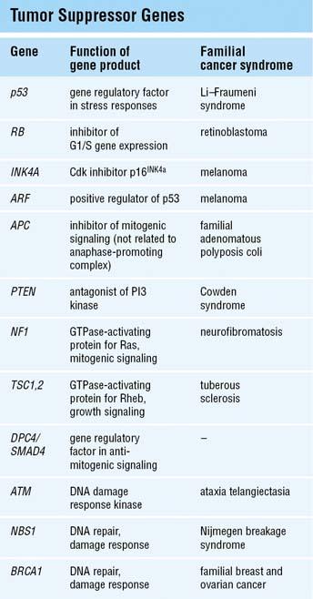 Inaktiválódott sejtosztódást gátló gének (példák): A sejtciklust G1-ben tartó gén mutációja (pl. RB) retinoblasztómát okoz.