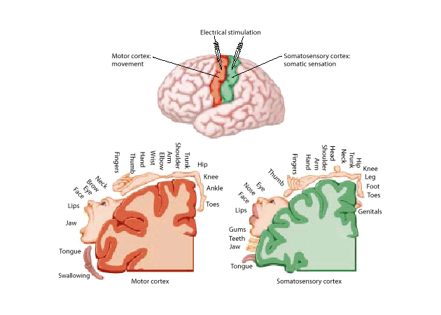 Szomatótópia és torzítás testérzékelő kéregben (S1) elektromos ingerlés Mozgató