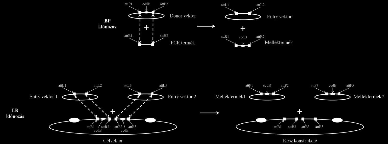 szaporítására is használt Escherichia coli. A vírus szaporodási stratégiája során képes örökítőanyagát helyspecifikus rekombinációval a gazdabaktérium genomjába építeni.