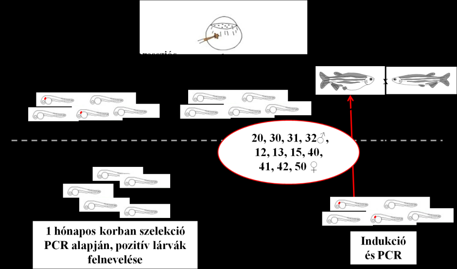 (BF: fénymikroszkópos felvétel, mcherry: vörös fluoreszcens szűrővel készült felvétel, BF+mCherry: a fénymikroszkópos és fluoreszcens felvétel egymásra vetítése).