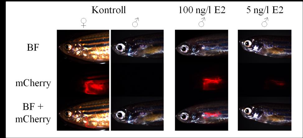 35. ábra Fluoreszcens fehérje termelődése kifejlett, kezeletlen hímben és nőstényben, valamint E2-vel kezelt kezelt hímekben (E2: 17-ß-ösztradiol, BF: fénymikroszkópos felvétel, mcherry: vörös