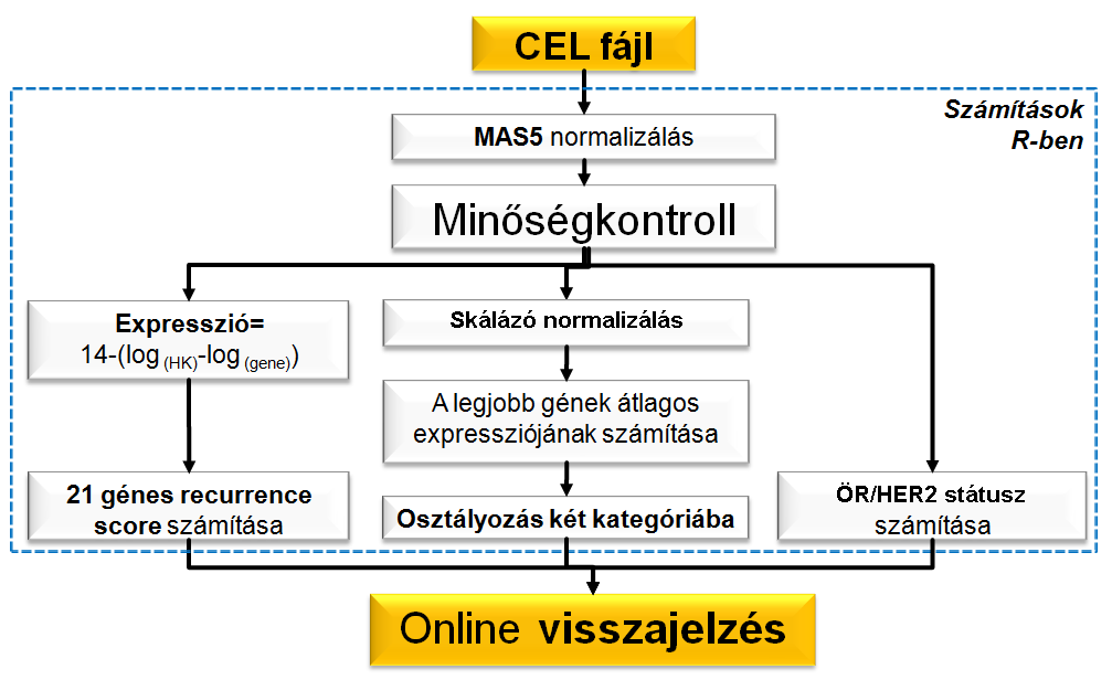 prognózis) osztottuk be annak alapján, hogy az adott mintában mért génexpressziós szintek a medián alá vagy felé kerültek. dc_718_13 4. ábra. A recurrenceonline.