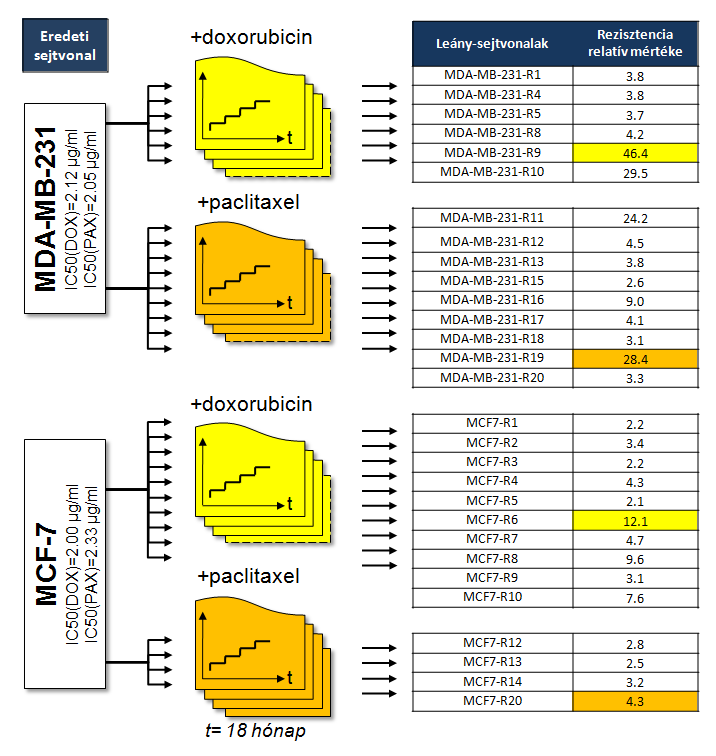 folyamatábráját, valamint az egyes vonalakban a használt gyógyszerrel szemben elért érzékenység-változás mértékét tüntettem fel. 18. ábra.
