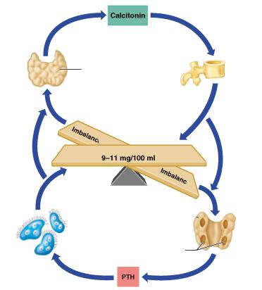 Ca 2+ forgalom szabályozása calcitonin kibocsájtás pajzsmirigy C-sejtek a calcitonin stimulálja a csontok Ca 2+ -tartalmának emelkedését Ca 2+ szerepe: vér Ca 2+ -szint növekedés, az oszteoklasztok a