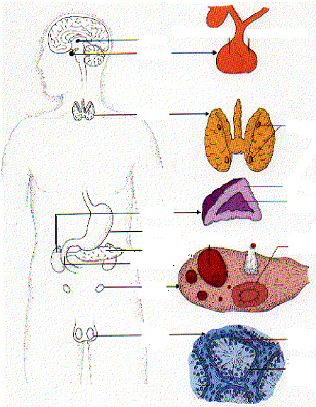 Fő endokrin mirigyek tobozmirigy agyalapi mirigy hátsó lebeny elülső lebeny pajzsmirigy