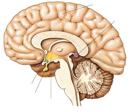 Hipothalamo-hipofizeális rendszer agykéreg tobozmirigy (epifízis) Hipothalamusz különböző magcsoportok látóideg