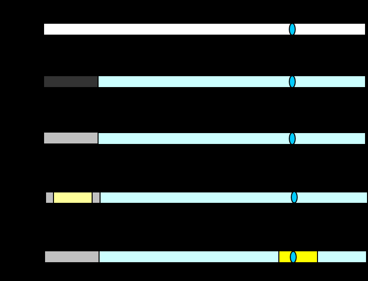 1. ábra S-2222 szubsztrát bontásának sematikus ábrája immobilizált tripszint tartalmazó kapillárisban: 0, PDMS bevonatot készítek; 1, a kapilláris inlet végét tripszinoldattal töltöm meg; 2, alapos