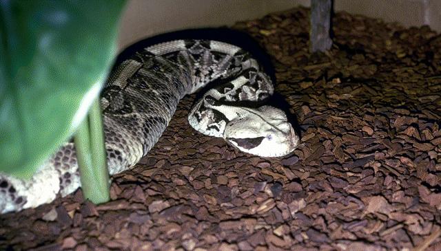 borzasztó csörgőkígyó (Crotalus durissus) lándzsakígyó