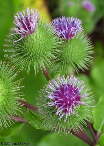 Arctium