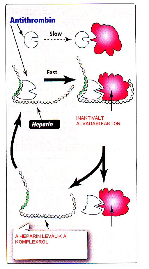 Heparin (frakcionálatlan) Hízósejtekben, hisztaminnal komplexben Katalizátorként
