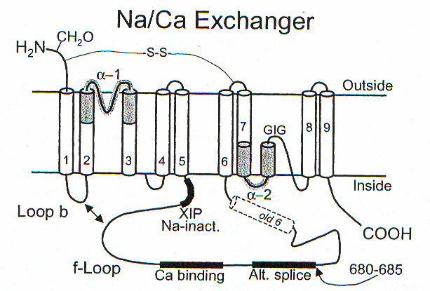 32 szabályozás XIP: exchange inhibitory