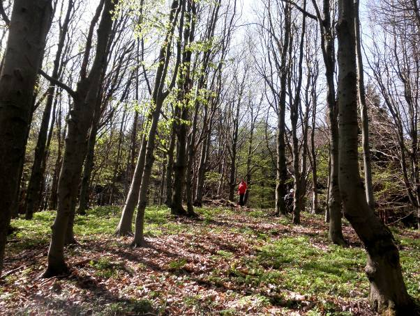 Lelıhely_2012/VI.sz. A mintavétel a Bánya-hegy alatti patakmederben történt. Az patakhordalék ércesedésre utaló jeleket nem mutatott, gyakorlatilag kızetalkotókon kívül semmi más nem került elı.