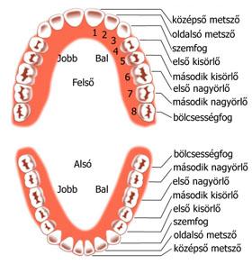 Fogak (dens, dentes): 20 db tejfog (dentes decidui) - 6-7 hónapos kortól 6 éves