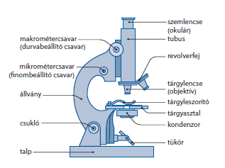 9 2. A fénymikroszkóp felépítése Tanulmányozd a fénymikroszkóp felépítését! 1. A fénymikroszkóp felépítése 3. Tanuld meg a mikroszkóp használatát!