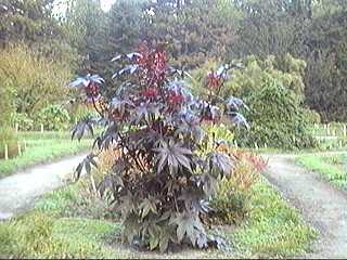 Ricinus