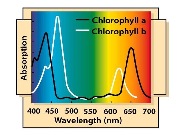 + 2ADP + 4NADP + 2 P i O 2 + 2ATP + 4NADPH Sötétszakasz: CO 2 + 2ATP + 4NADPH CH 2 O + H 2 O +