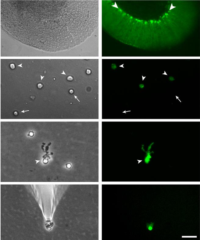 Harvesting of individual Bergmann glia and quality control of single-cell cdna.