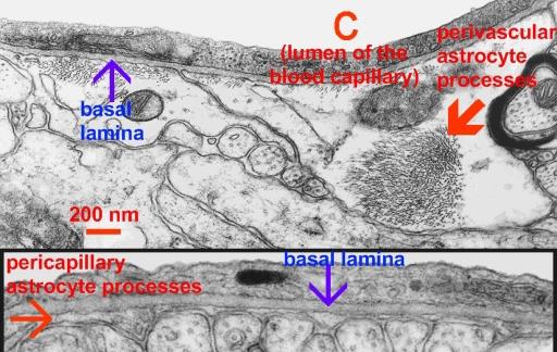 Perivaszkuláris/ perikapilláris asztrociták Agyi